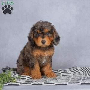 Teddy, Miniature Poodle Puppy